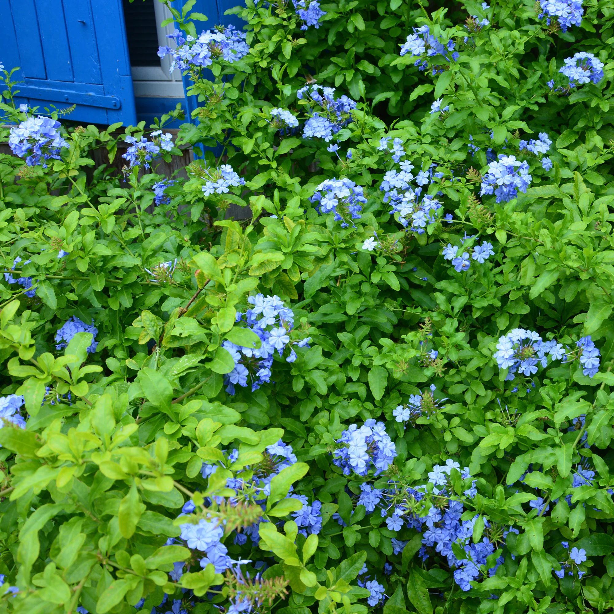 Vorschaubild 1