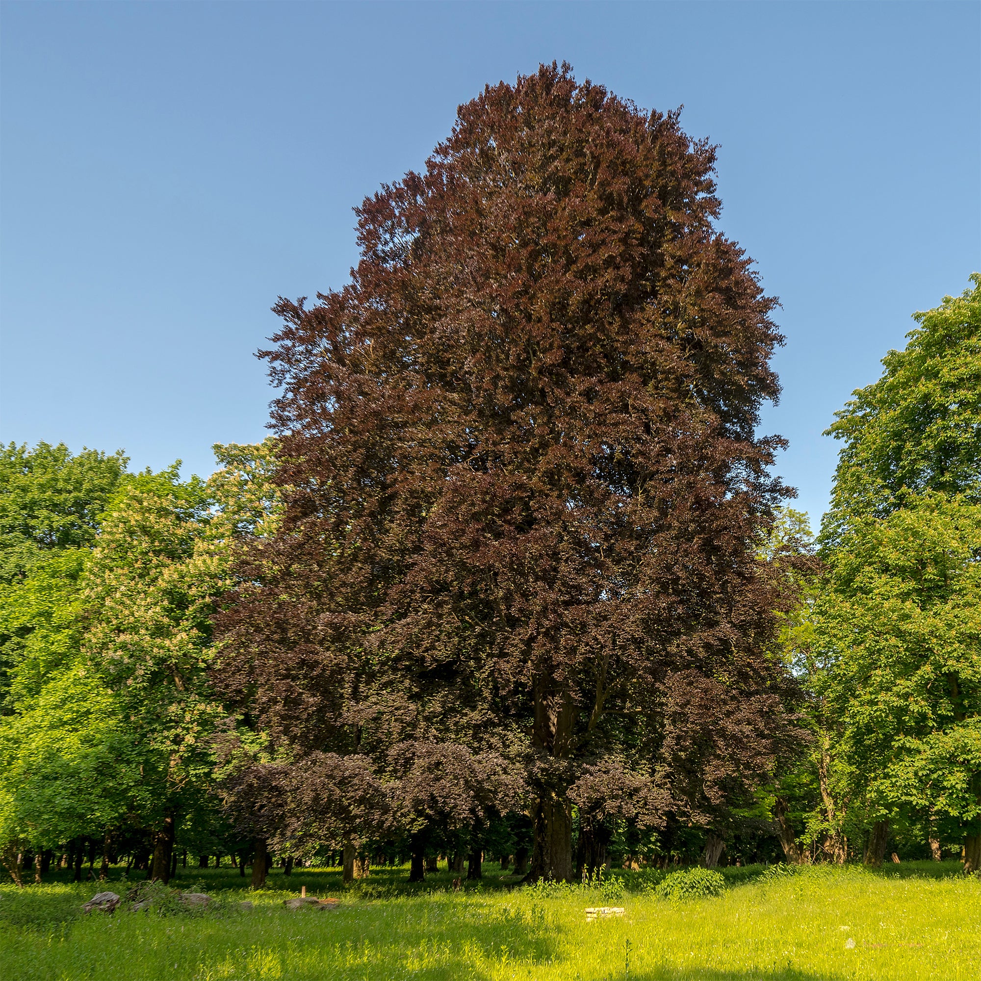 Vorschaubild 1