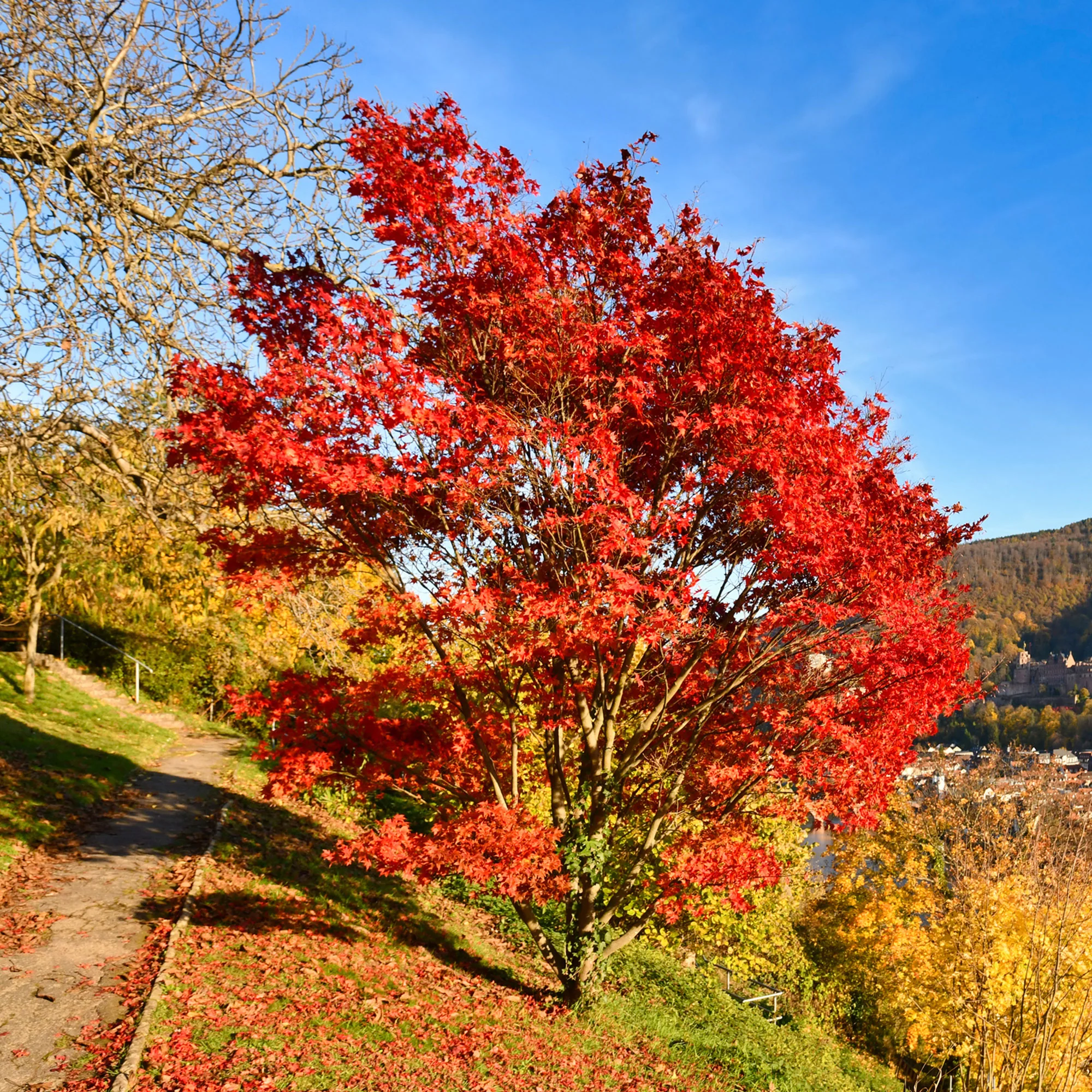 Vorschaubild 1