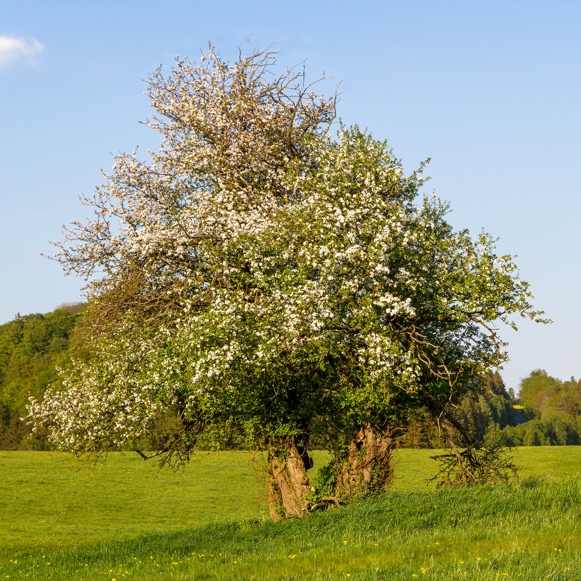 Vorschaubild 2