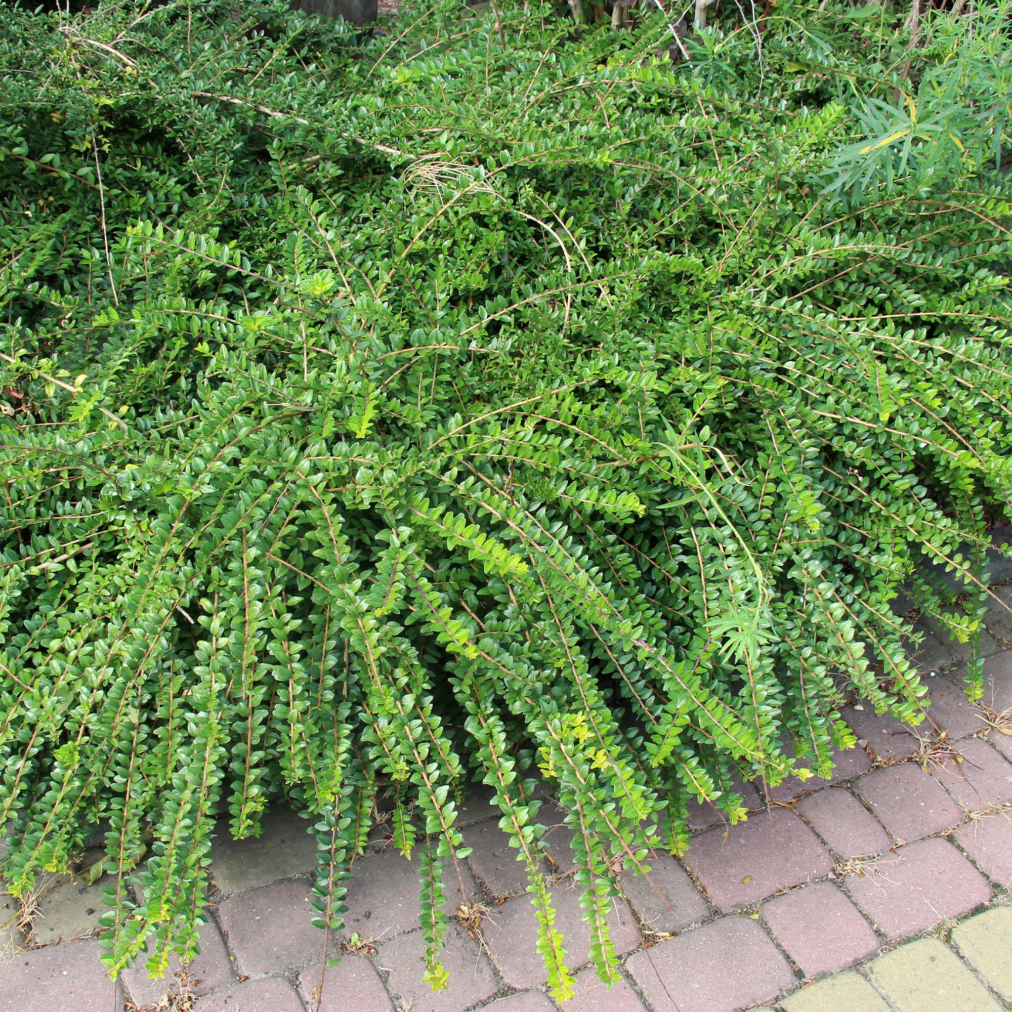 Vorschaubild 1
