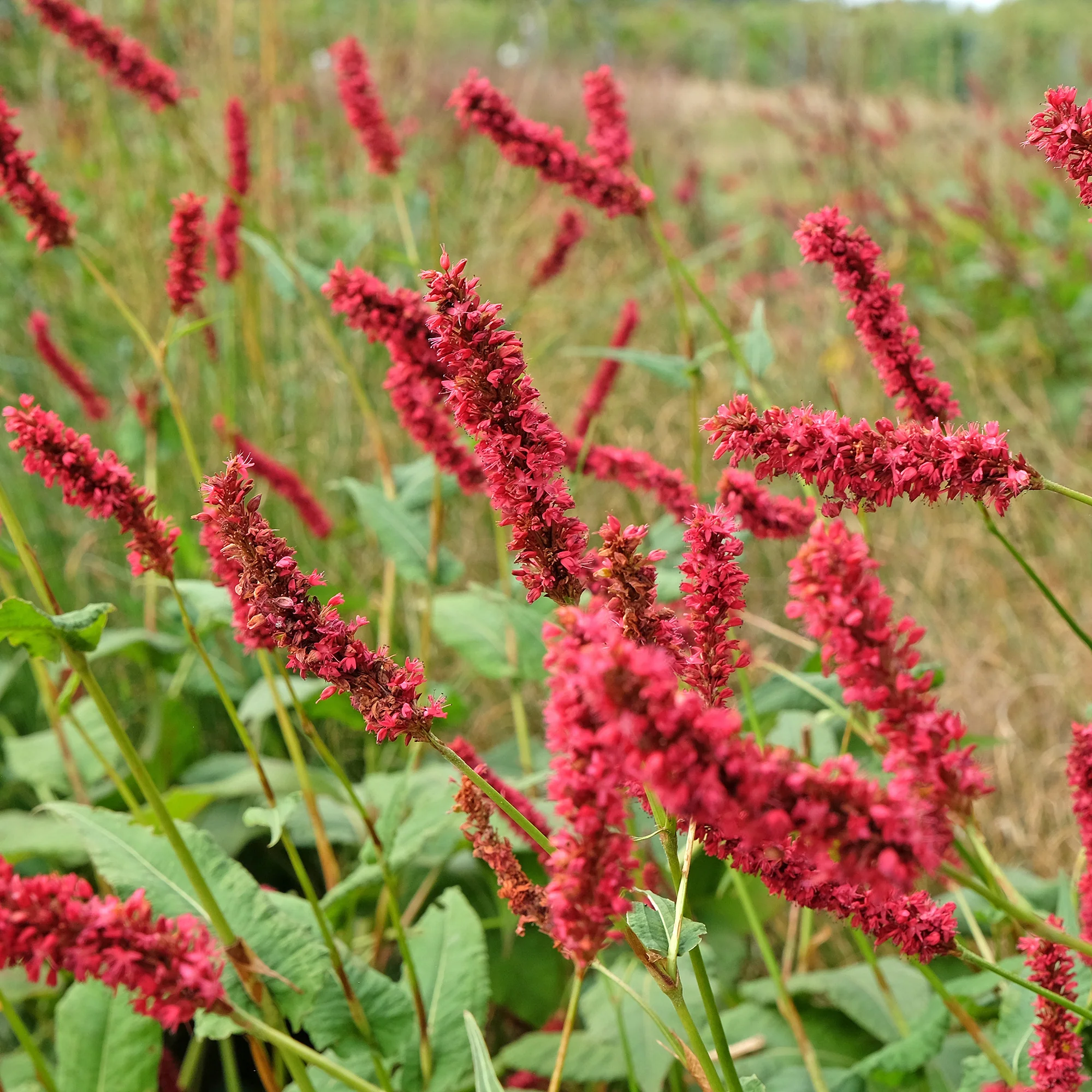 Produktbild 4