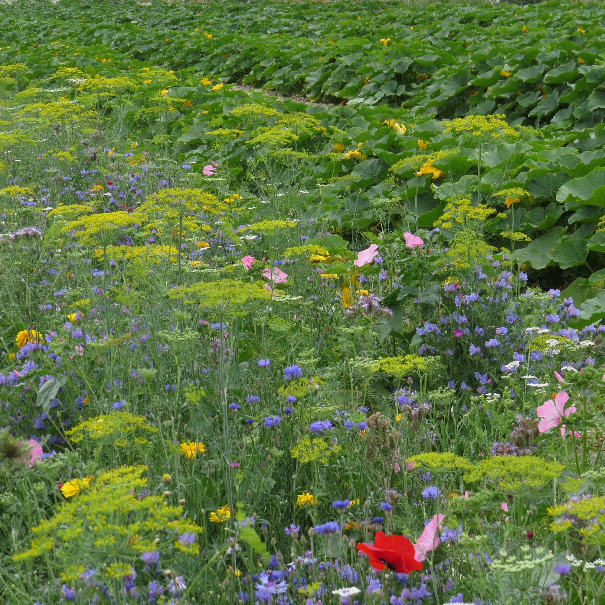 Neuheiten aus dem Gemüsegarten