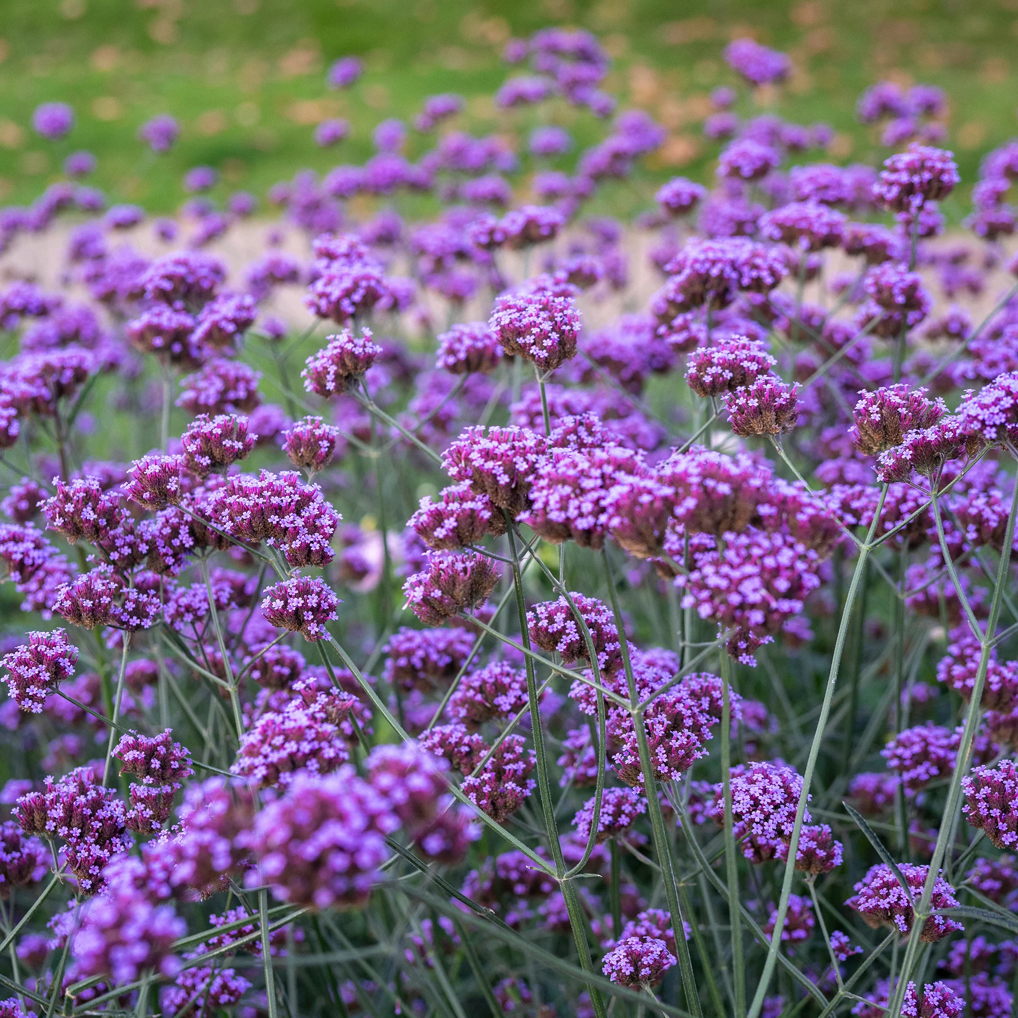 Produktbild 5