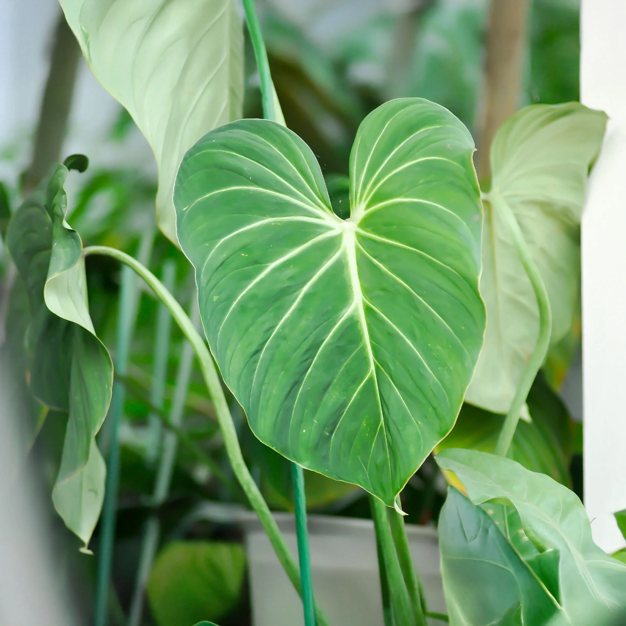Vorschaubild 2